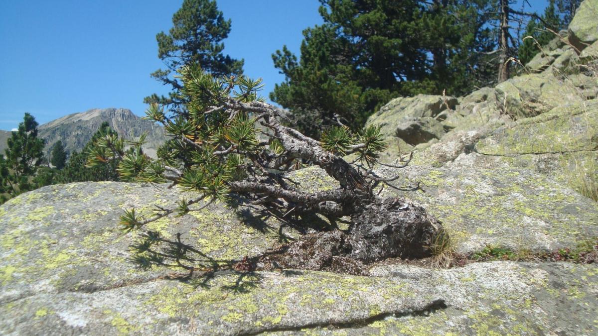 www.ateliercannelle.com - wild Bonsai Pyrennées France